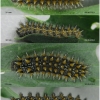 melit phoebe larva6 volg